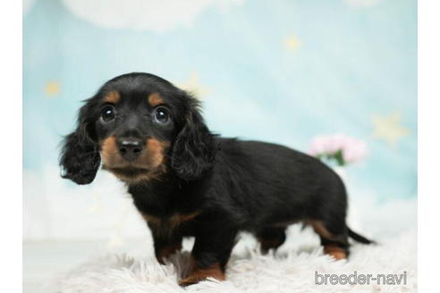 成約済の千葉県のミニチュアダックスフンド(ロングヘアード)-207861の4枚目